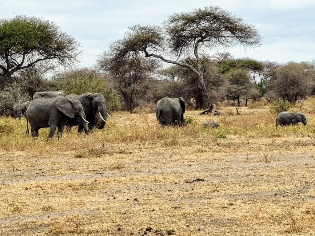 Tarangire National Park