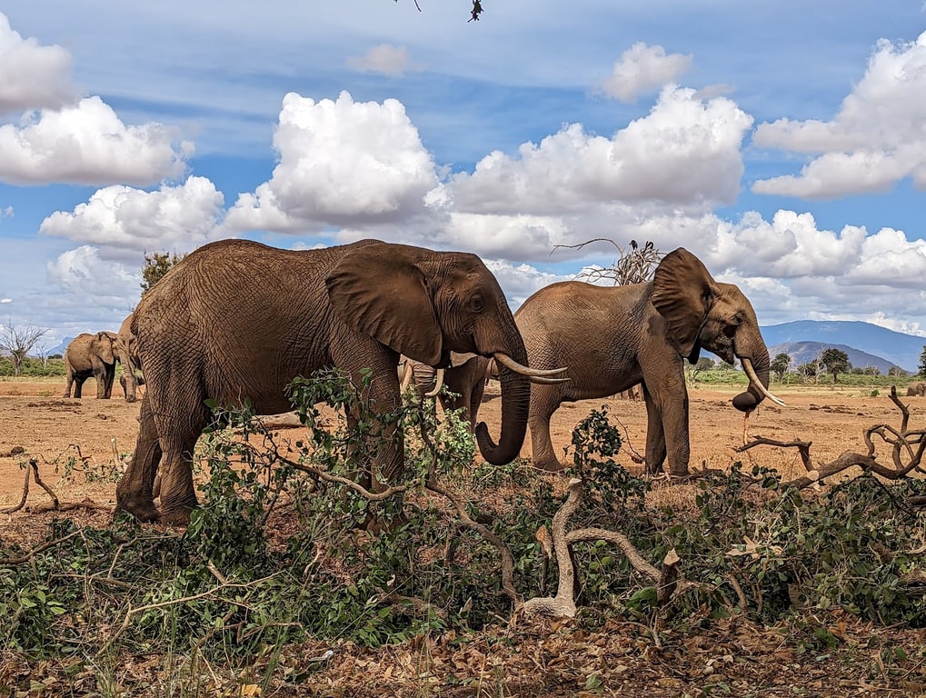 Tsavo East National Park