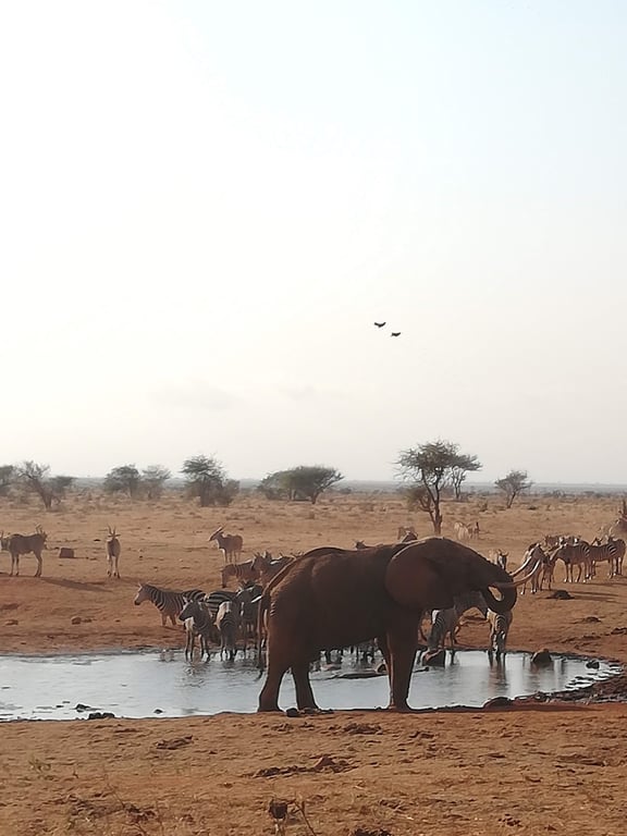 Tsavo East National Park