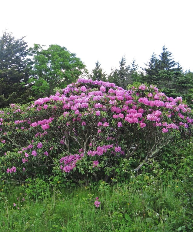 Roan Mountain State Park
