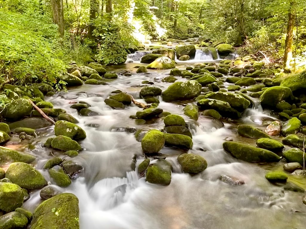 Roaring Fork Motor Nature Trail