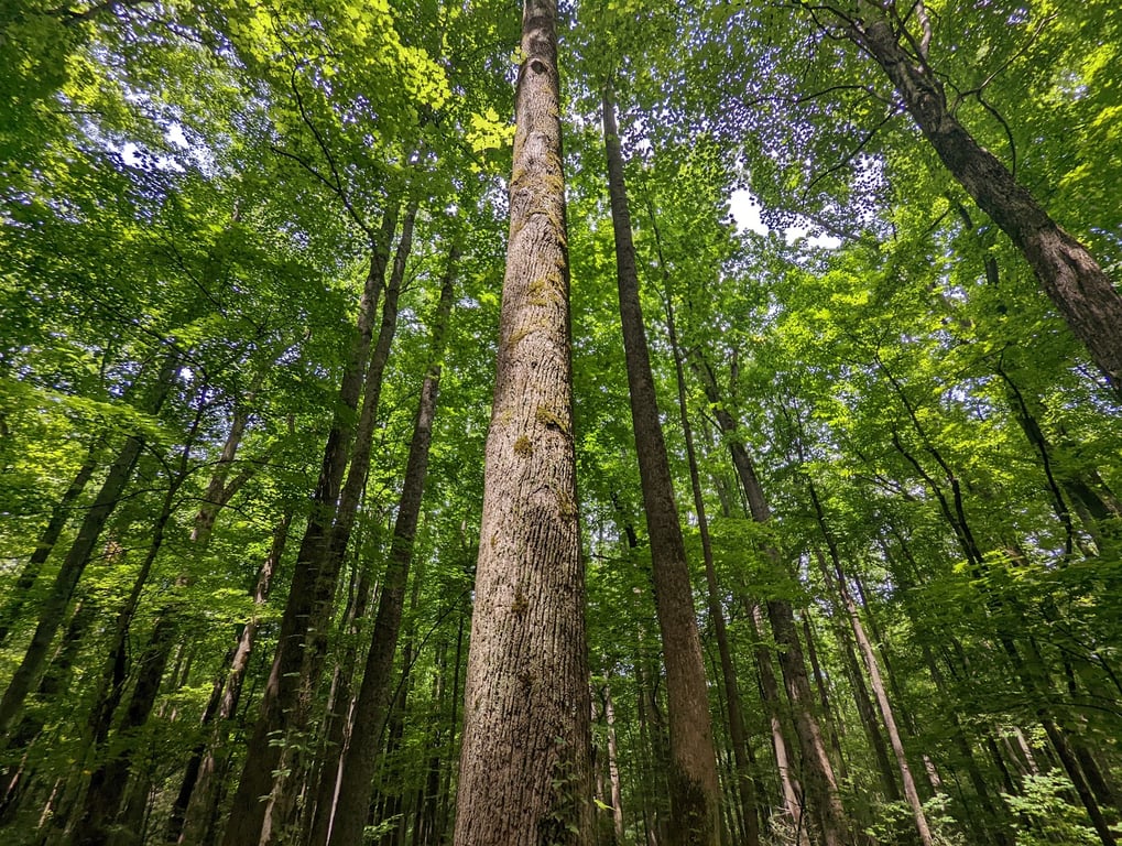 Roaring Fork Motor Nature Trail