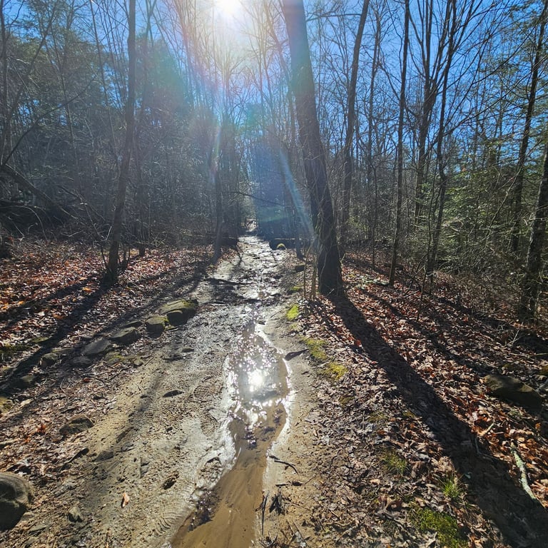 Savage Gulf State Park