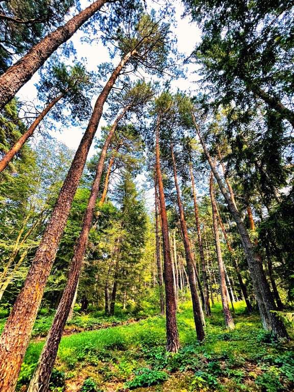 Stepanavan Dendropark
