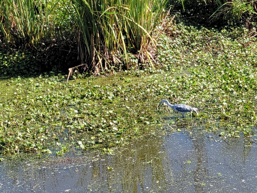 Brazos Bend State Park