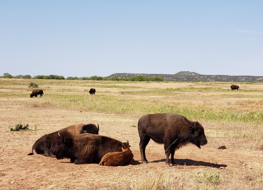 Caprock Canyons State Park