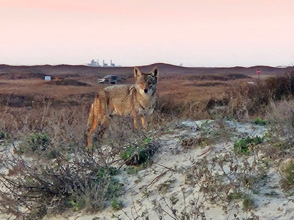 Padre Island National Seashore