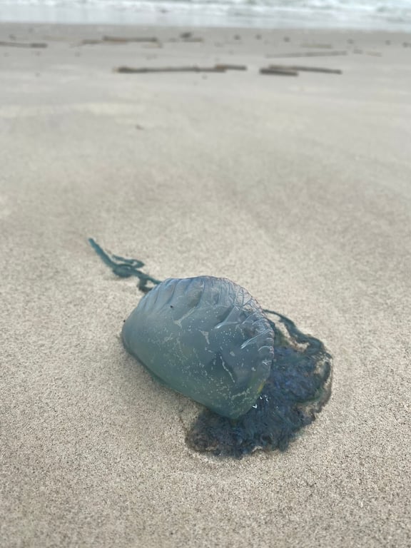 Padre Island National Seashore