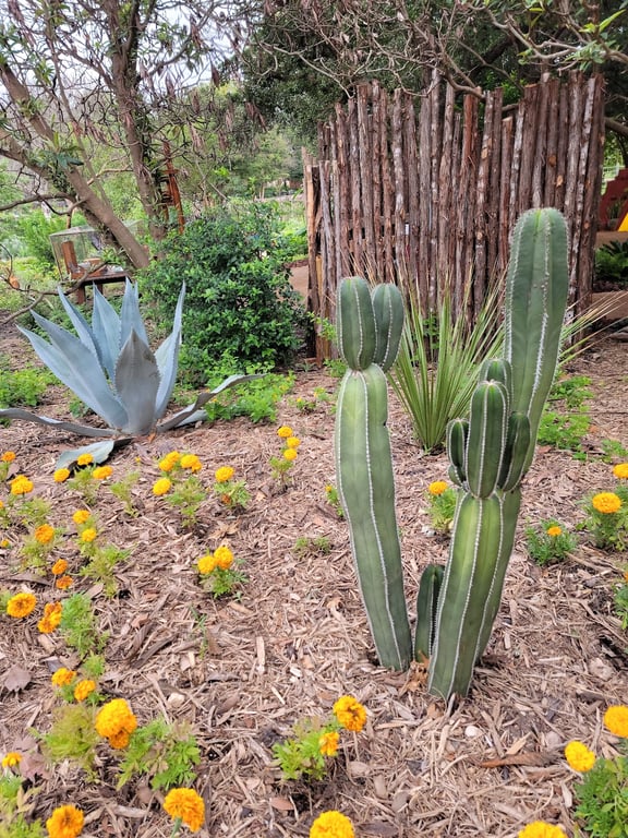 San Antonio Botanical Garden