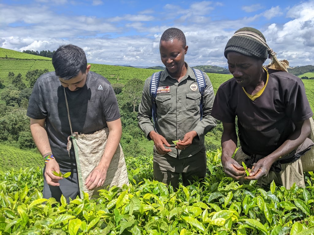 Teza Tea Estates