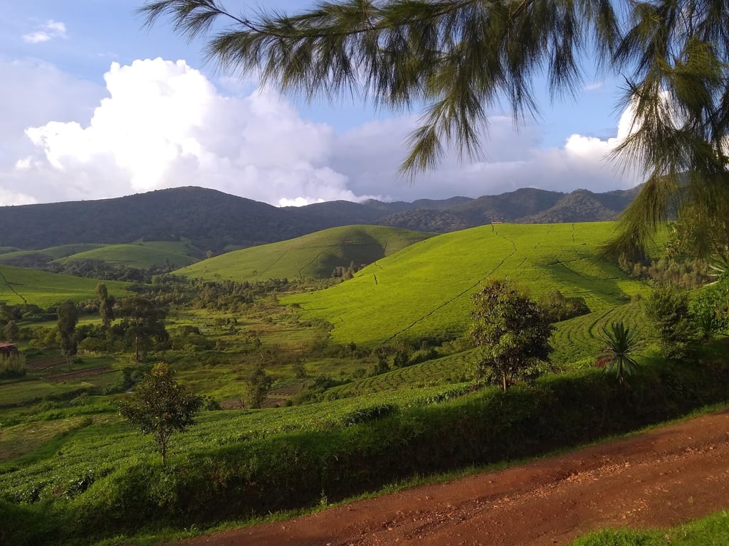 Teza Tea Estates