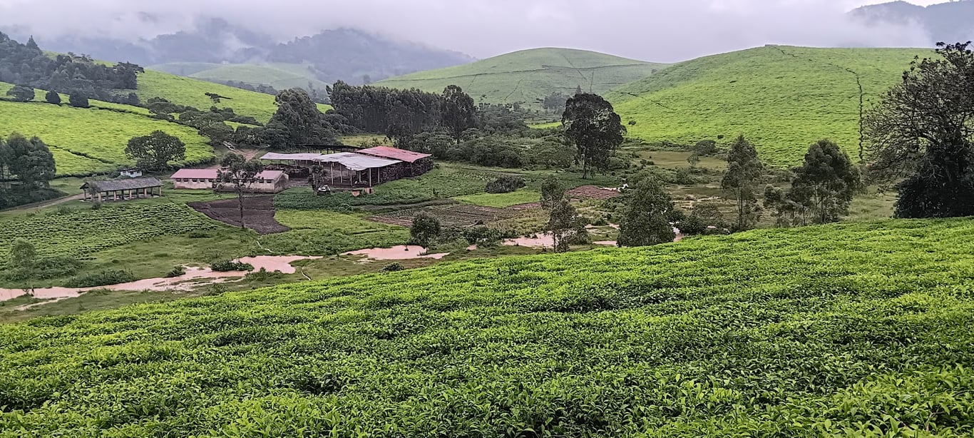 Teza Tea Estates