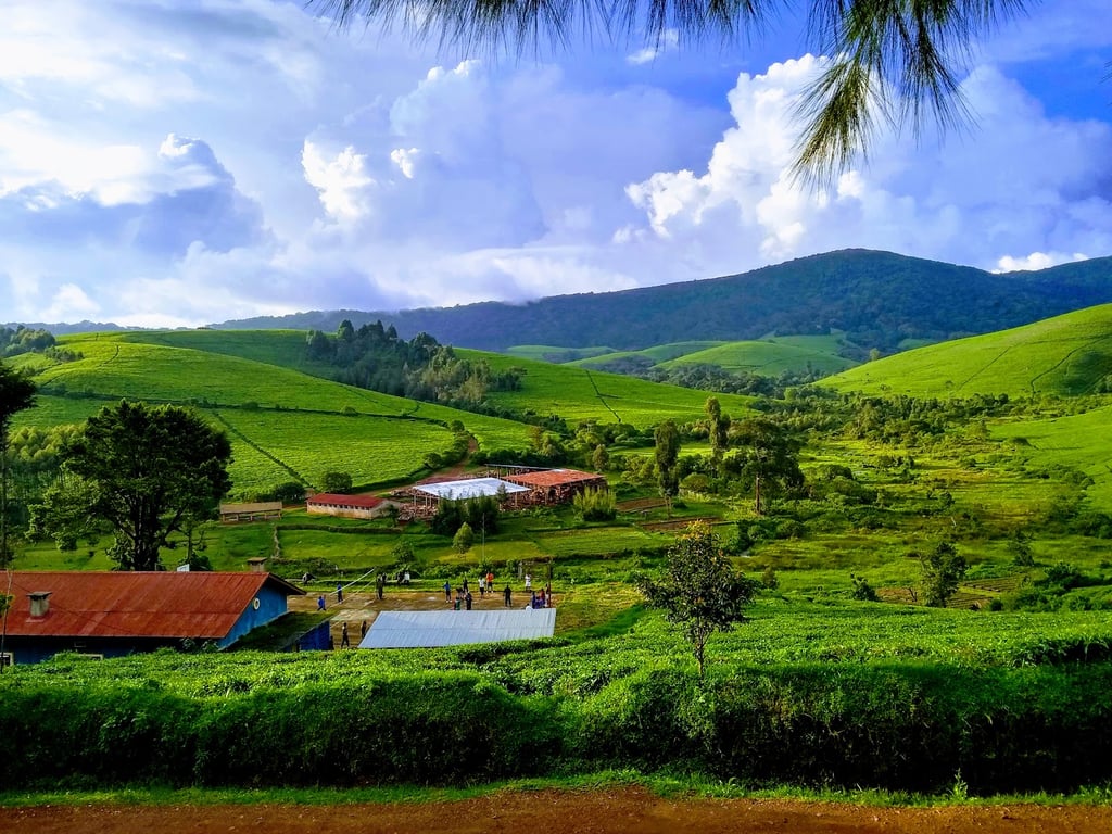 Teza Tea Estates