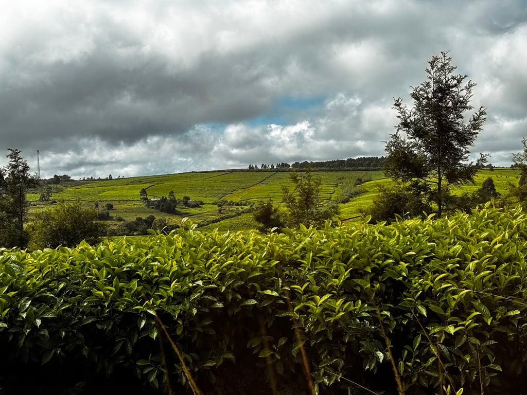 Thyolo Tea Estates