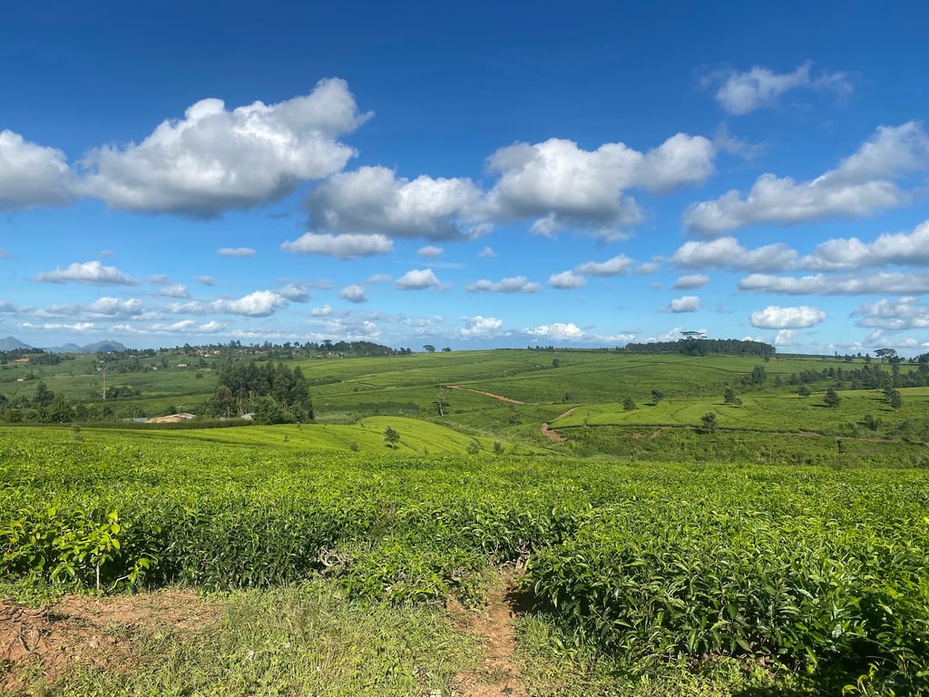 Thyolo Tea Estates