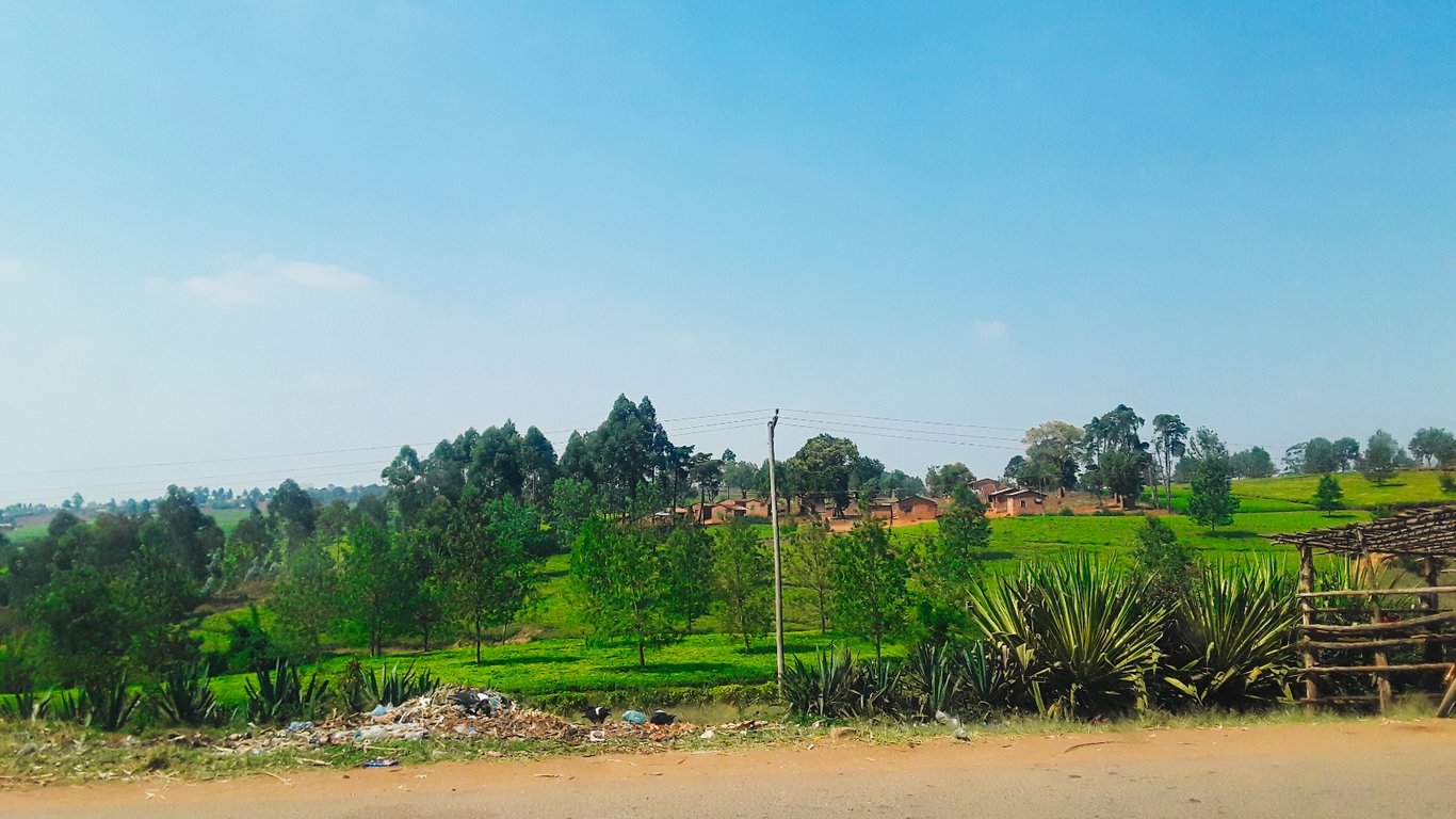 Thyolo Tea Estates