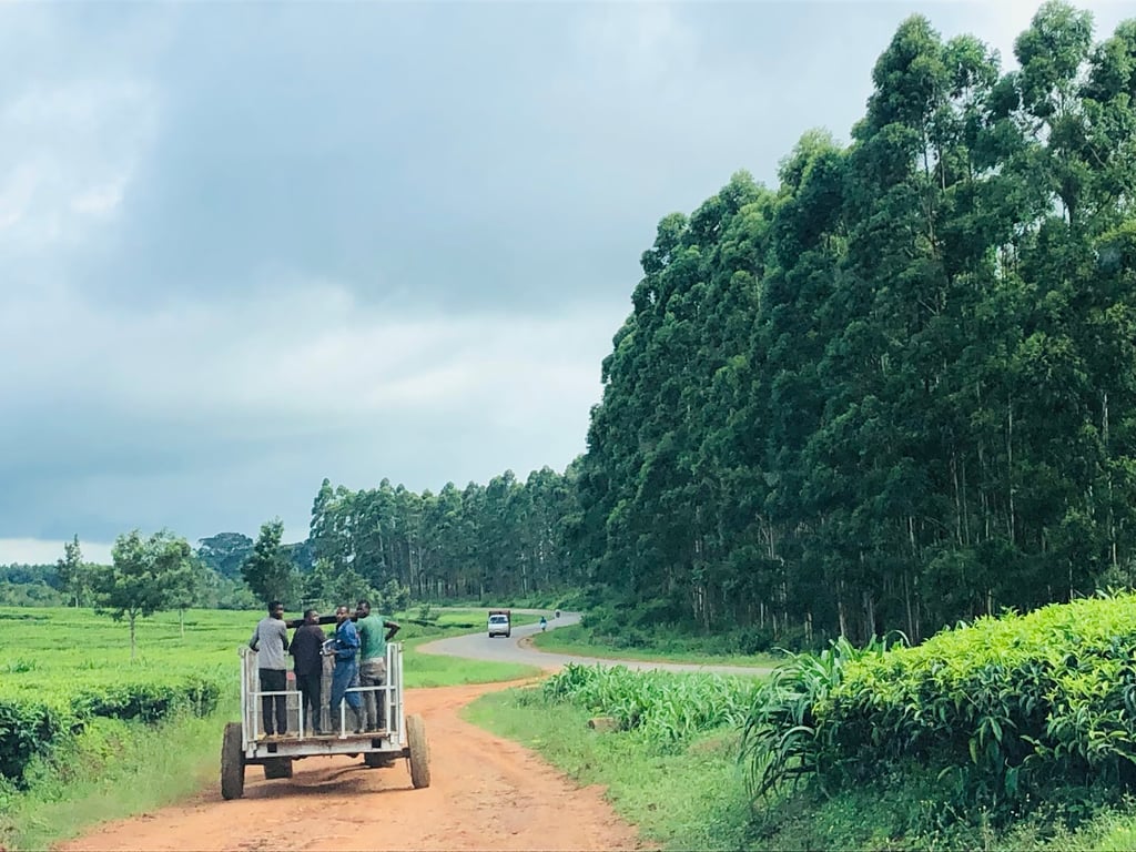Thyolo Tea Estates