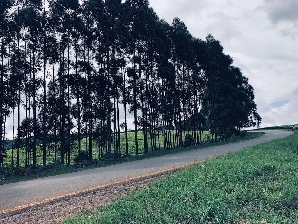 Thyolo Tea Estates