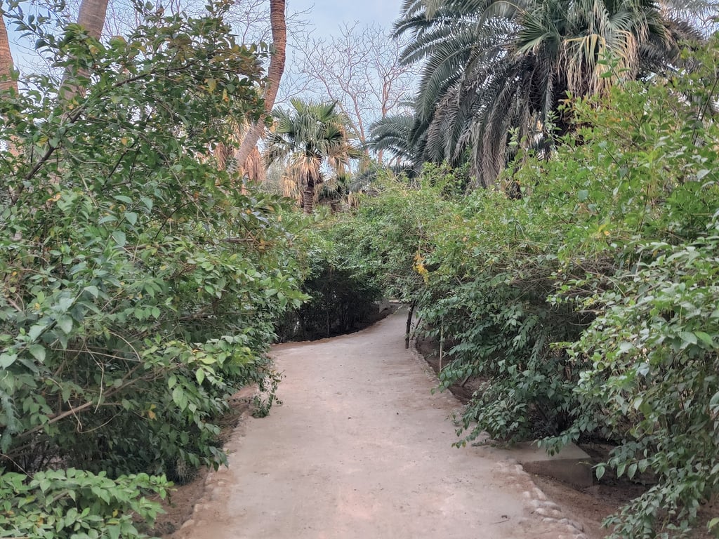 Tolga Palm Groves