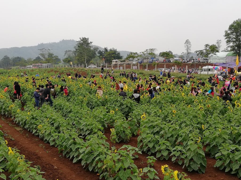 Sunflower Field Nghia Dan