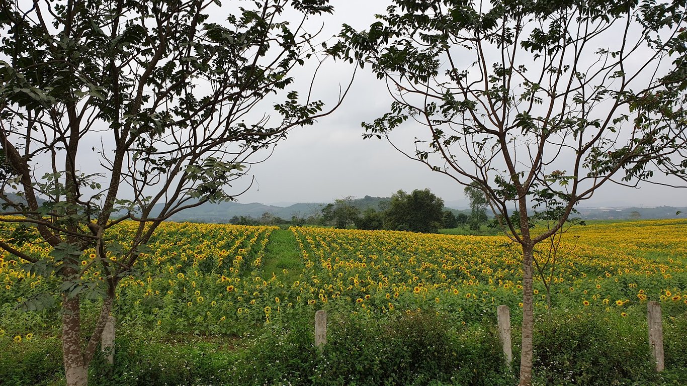 Sunflower Field Nghia Dan