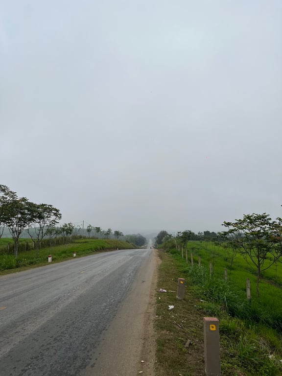 Sunflower Field Nghia Dan