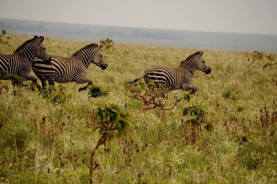 Upemba National Park