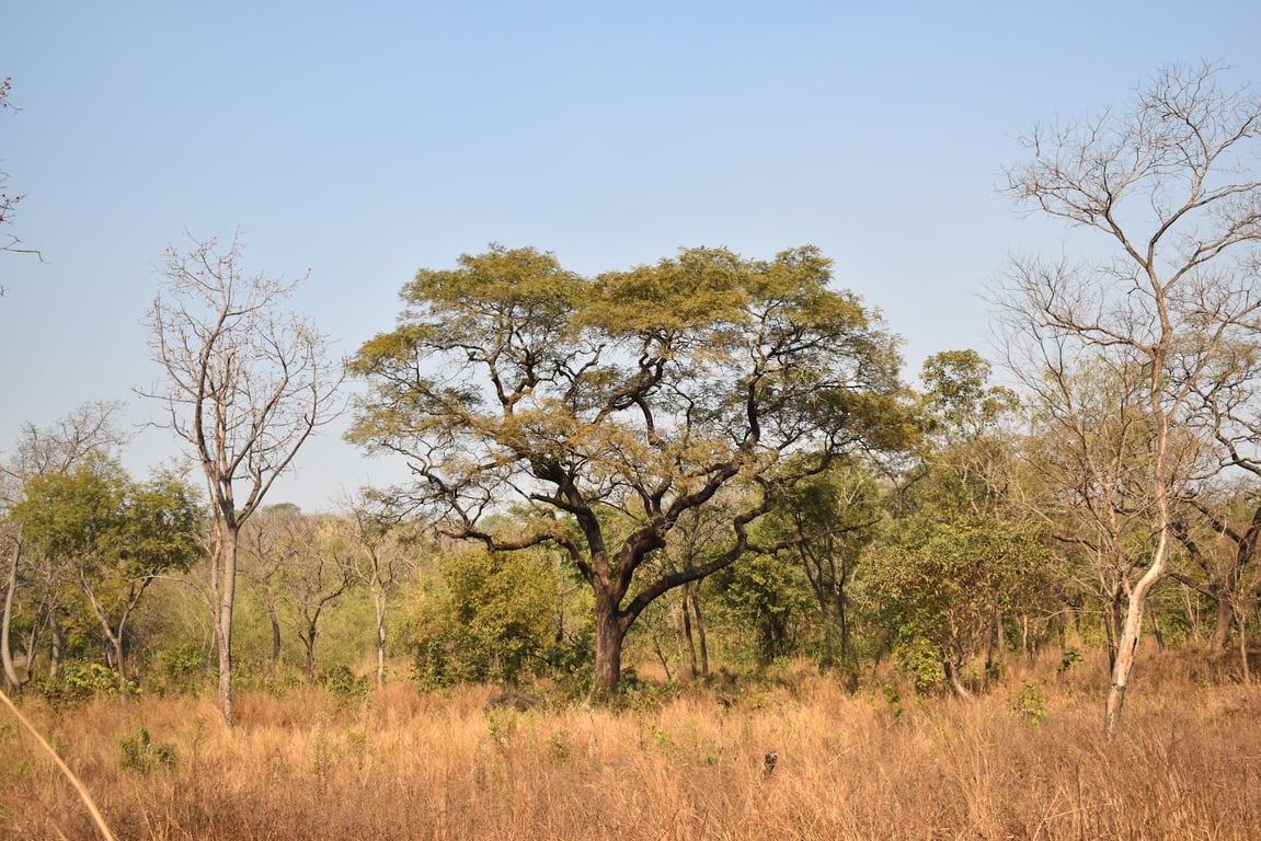 Upper Niger National Park
