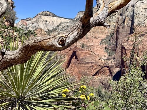 Angel’s Landing Trail