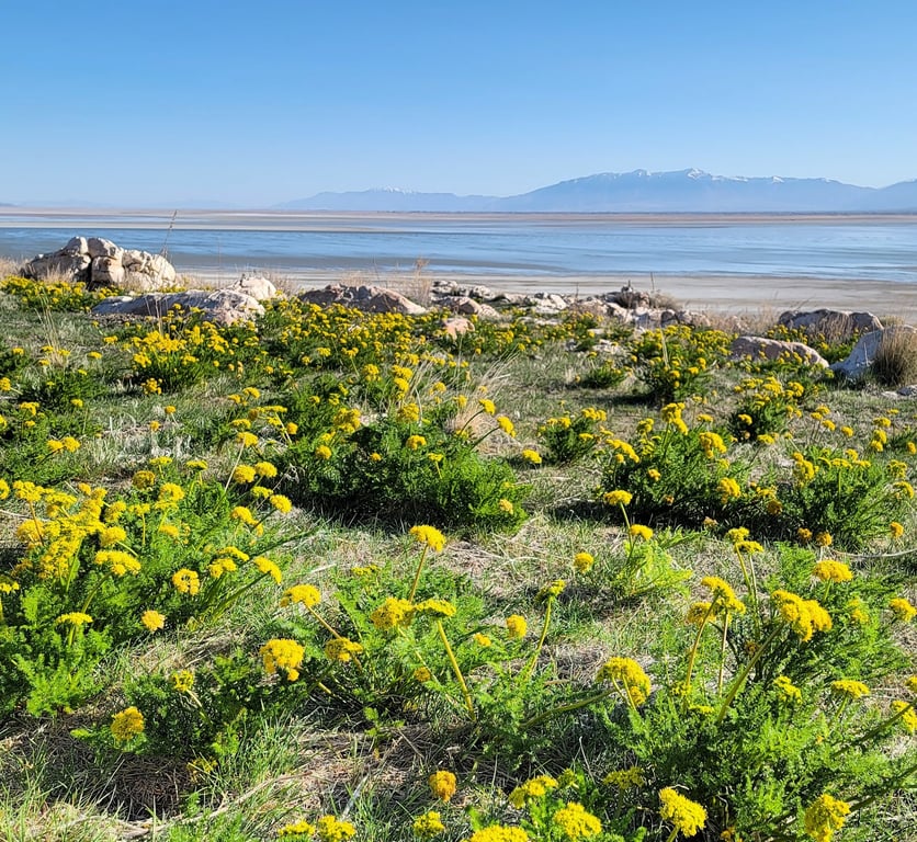Antelope Island State Park