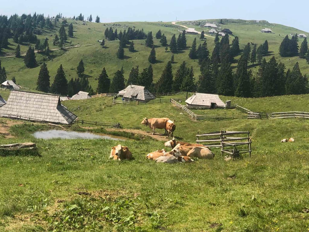 Velika Planina Alpine Pastures