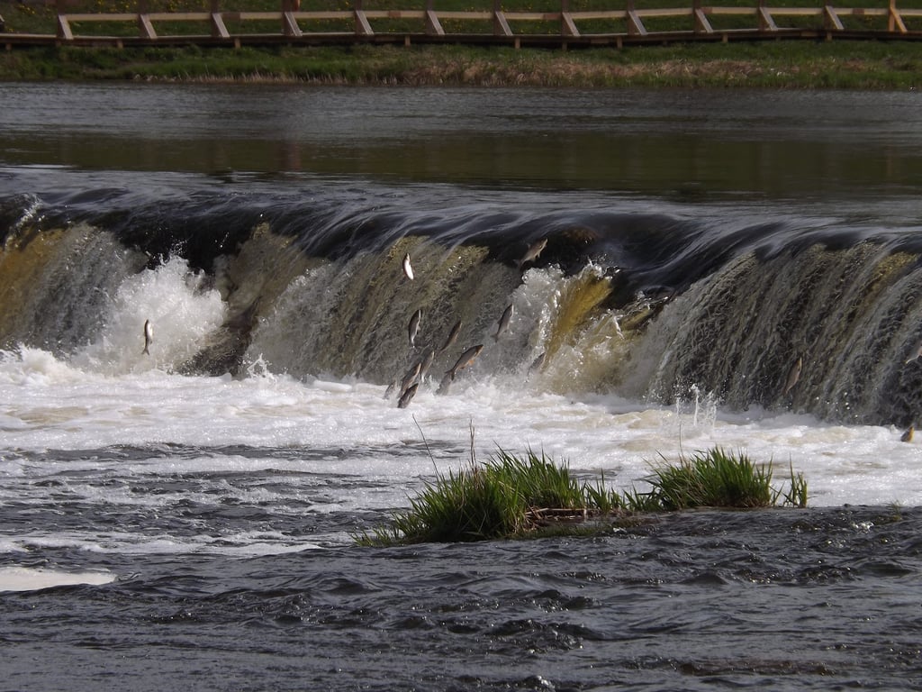 Venta Rapid