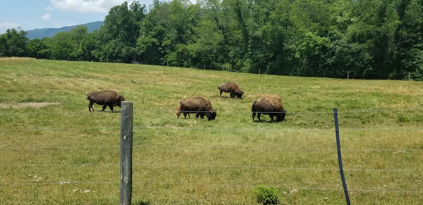 Wilderness Road State Park