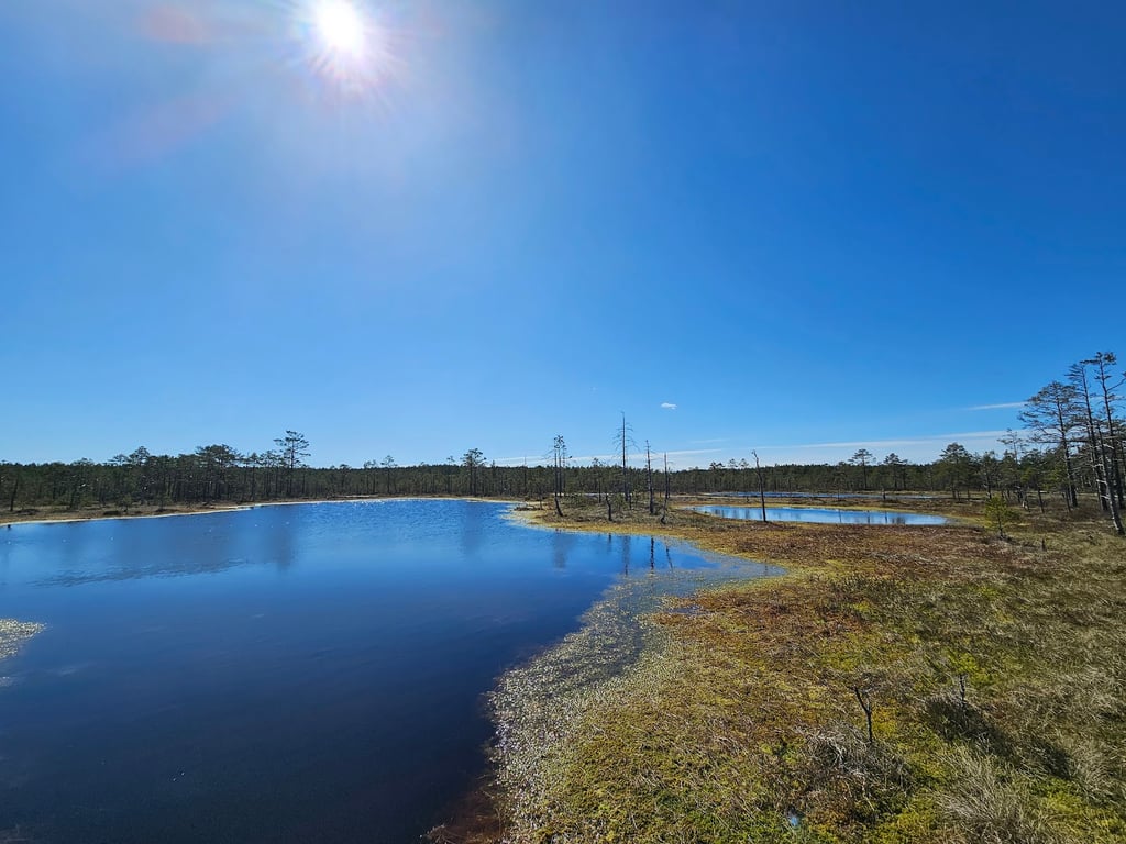 Viru Bog