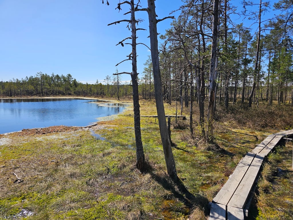 Viru Bog
