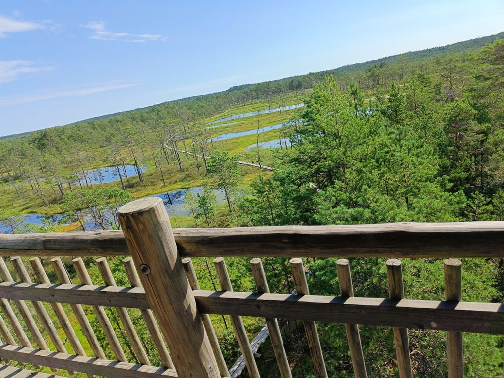 Viru Bog
