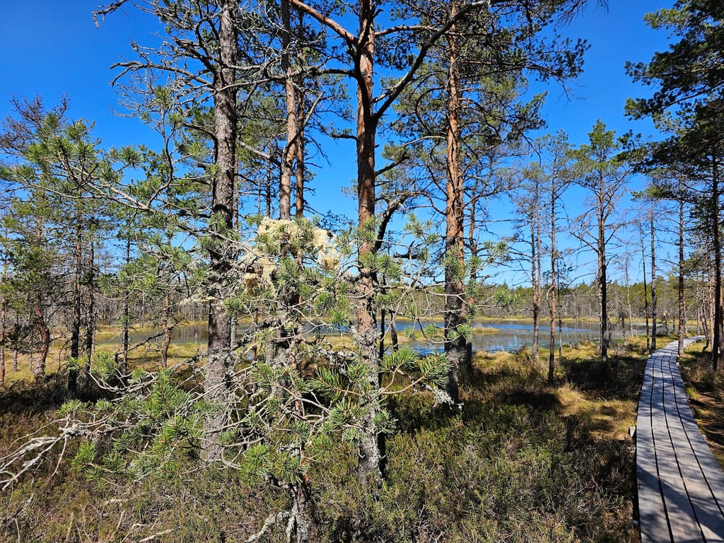 Viru Bog