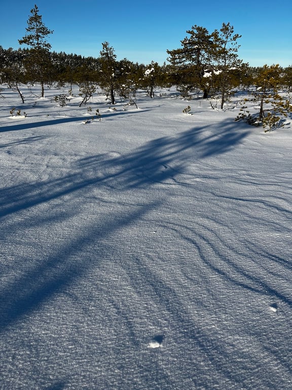 Viru Bog