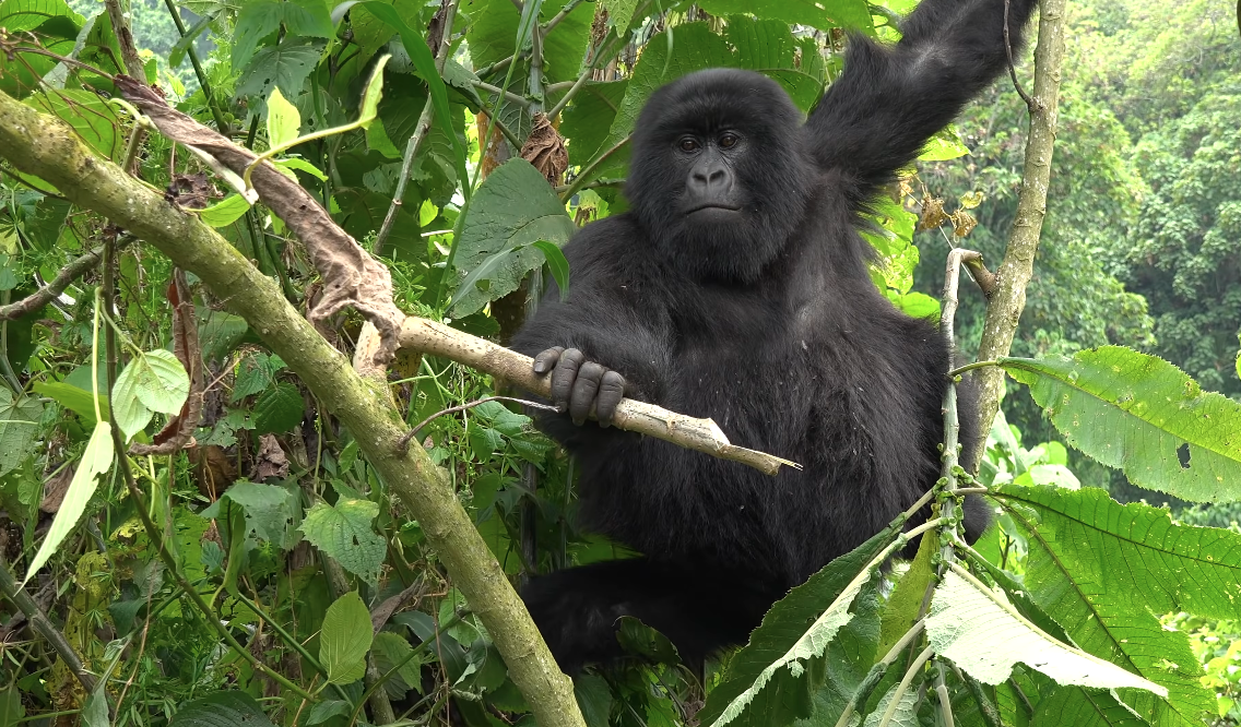 Virunga National Park