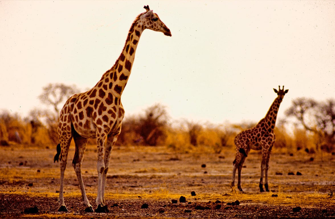 Waza National Park