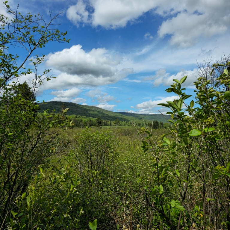 Cranberry Glades Botanical Area