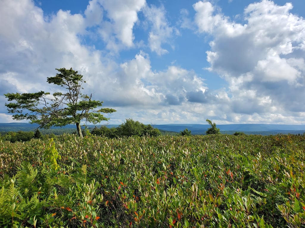 Dolly Sods Wilderness