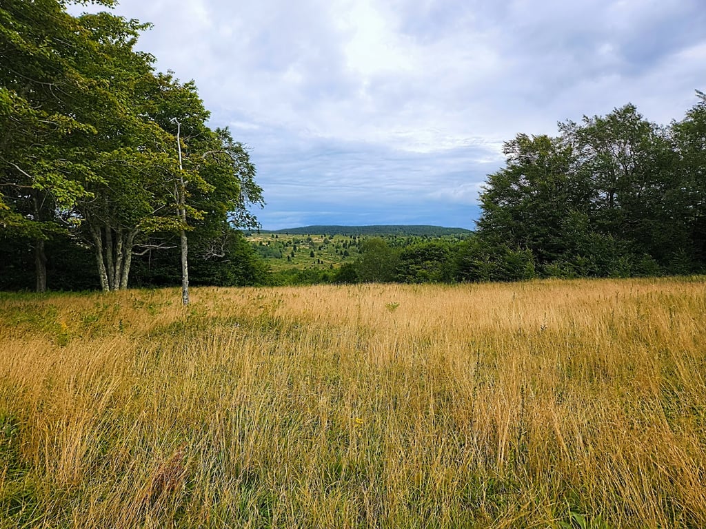Dolly Sods Wilderness