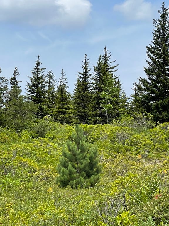 Dolly Sods Wilderness