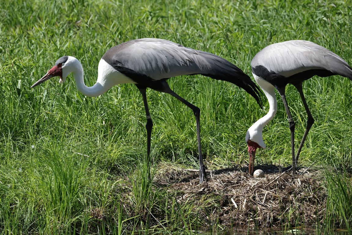 International Crane Foundation
