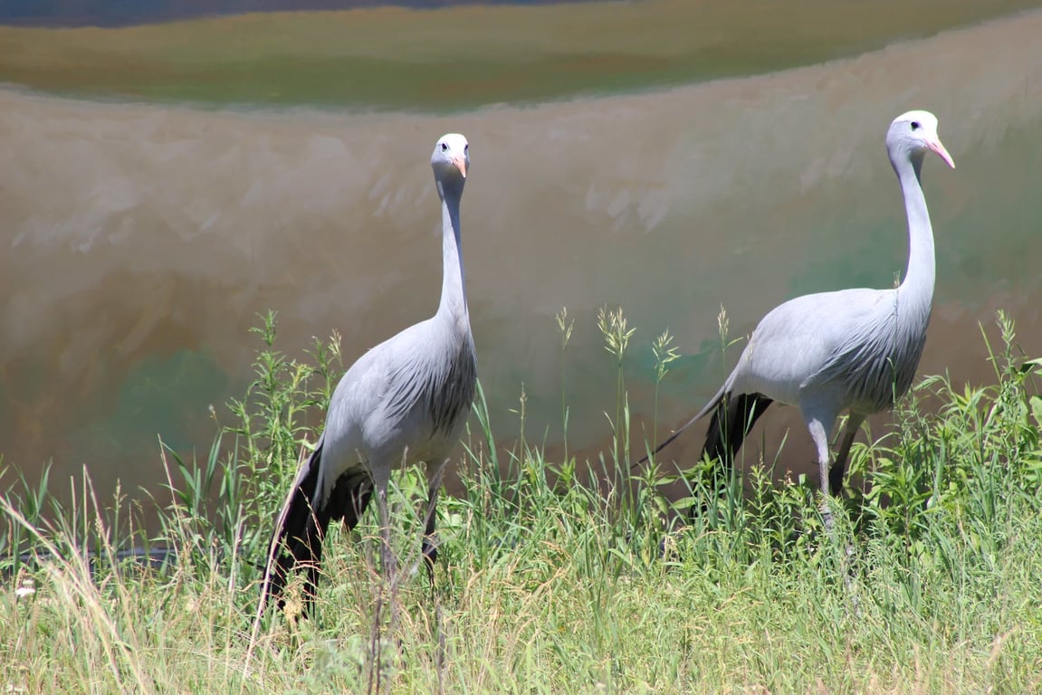 International Crane Foundation