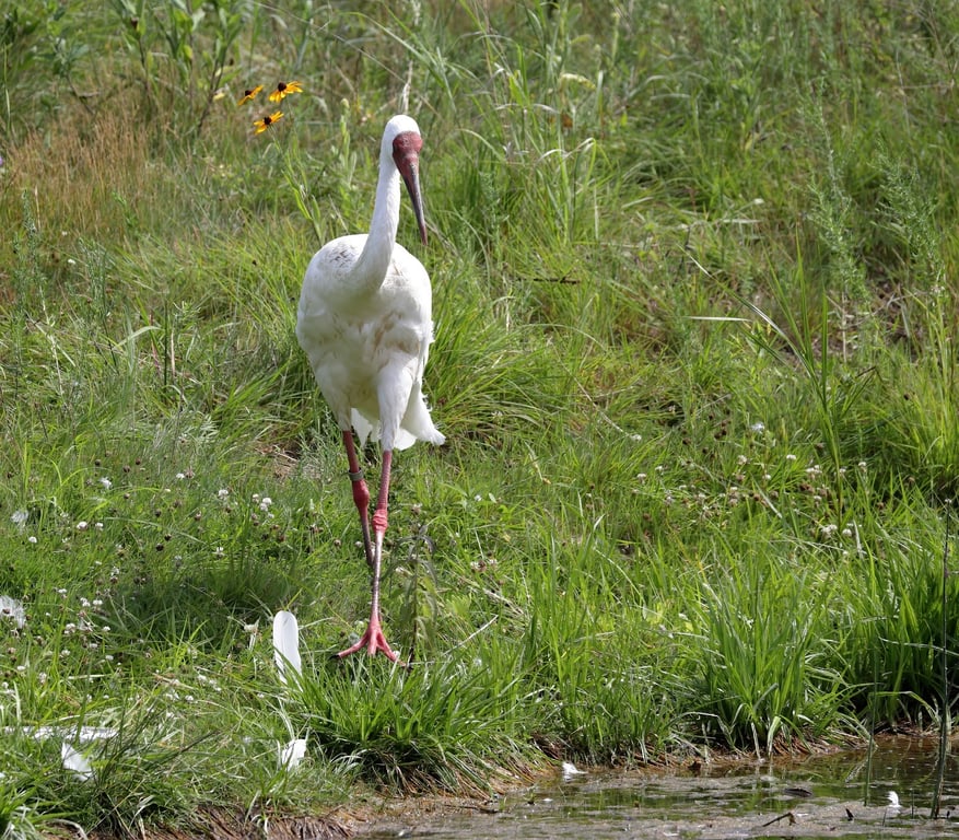 International Crane Foundation