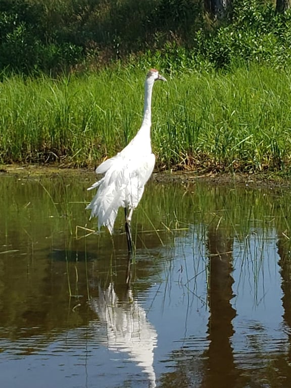 International Crane Foundation