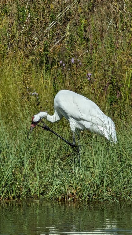 International Crane Foundation