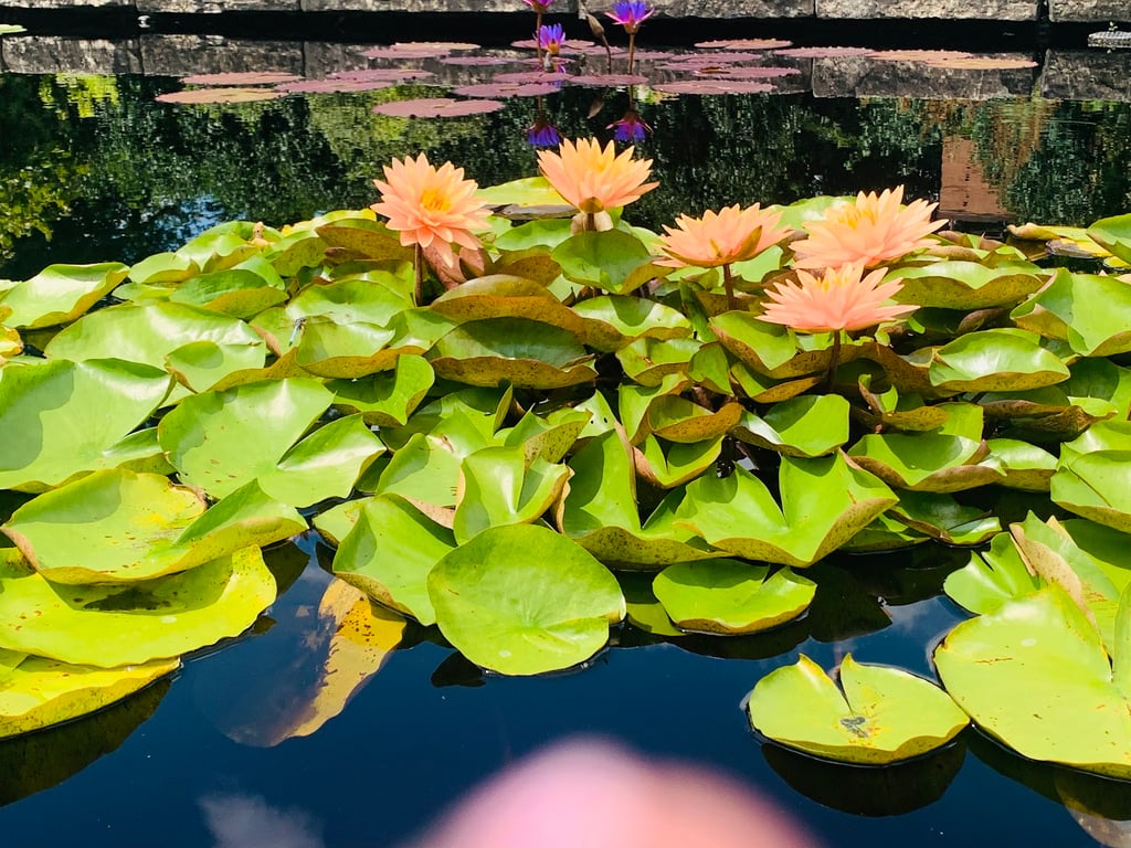 Olbrich Botanical Gardens
